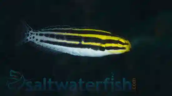 Striped Blenny - Captive Bred