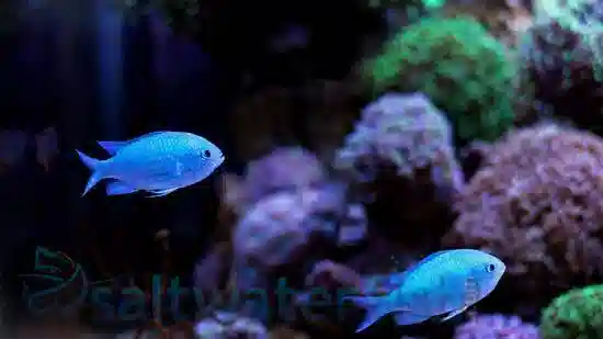 blue green damselfish