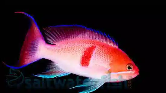 Red Belted Anthias