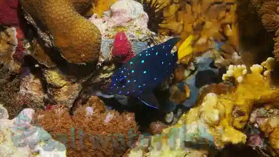 Jewel Damsel - Indian Ocean