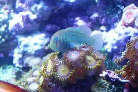 Clown Goby - Green