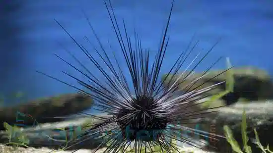 Black Longspine Urchin