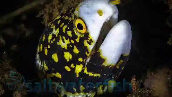 Snowflake Eel