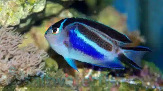 Bellus Angelfish