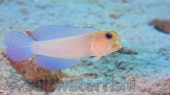 Pearly Jawfish