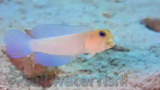 Pearly Jawfish - Save 23%