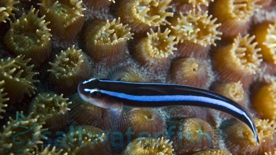 Blue Neon Goby - Captive Bred