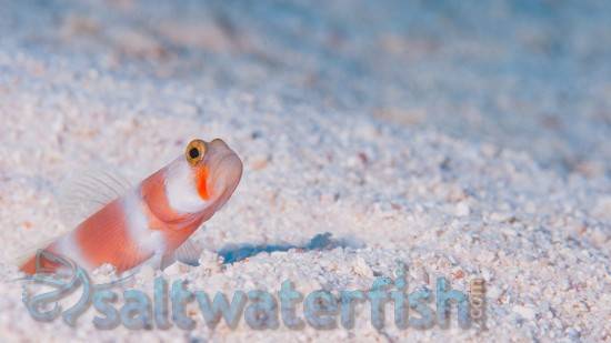 Orange Banded Prawn Goby - Indian Ocean