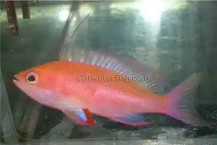 Randalli Anthias: Male