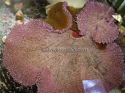 Purple Carpet Anemone