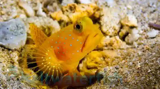 Yellow Watchman Shrimpgoby: Colored