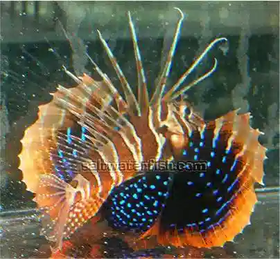 Bluefin Lionfish - Venomous