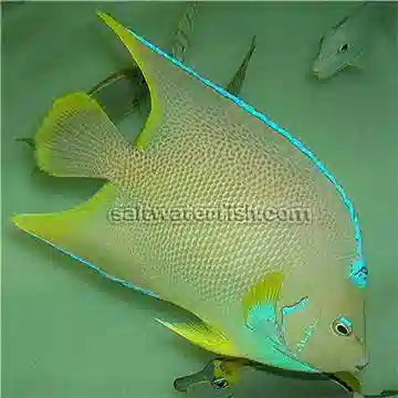 Blue Angelfish: Juvenile