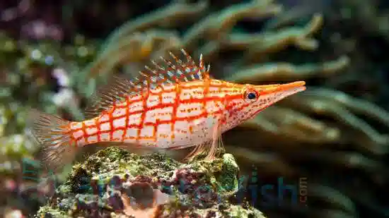 Flame Hawkfish: Saltwater Aquarium Fish for Marine Aquariums