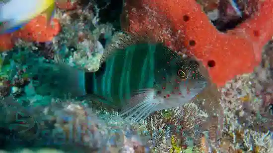 Red Spotted Hawkfish