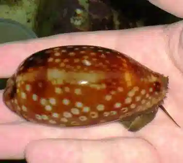 Tiger Cowrie