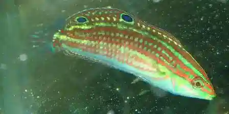 Christmas Wrasse - Hawaii