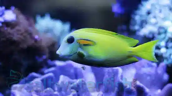 Orange Shoulder Tang: Juvenile - Central Pacific