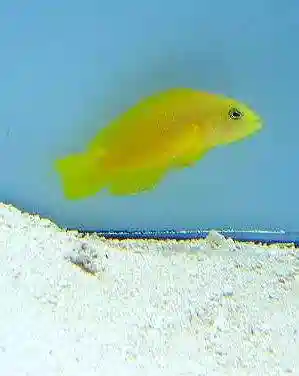 Dusky Dottyback