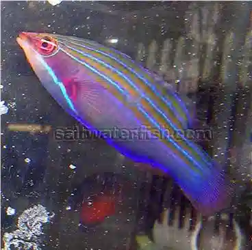 Fourline Wrasse