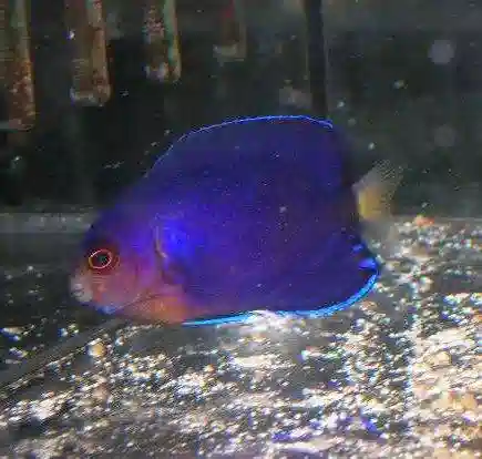 White Tailed Pygmy Angelfish - South Pacific