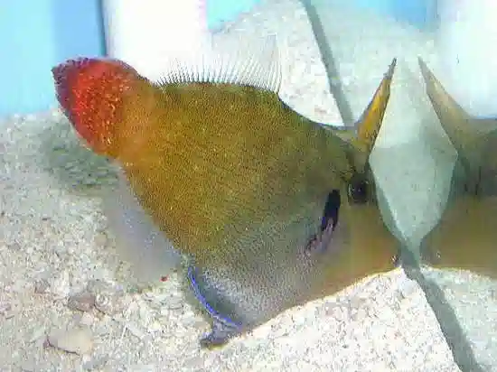 Redtail Filefish - South Pacific