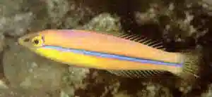 Neon Wrasse