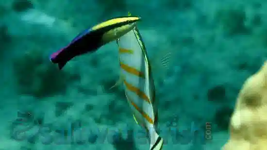 Hawaiian Cleaner Wrasse