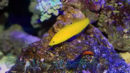 Yellow Wrasse - Save 24%