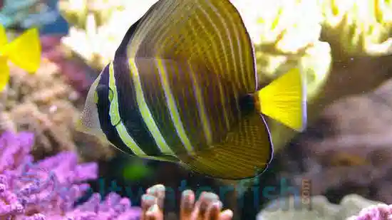 Sailfin Tang - Central Pacific