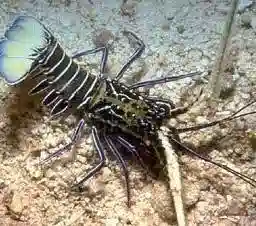 Blue Spiny Lobster - Lobsters - Invertebrates