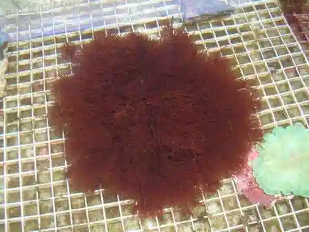 Red Graciliaria Macroalgae - Aquacultured