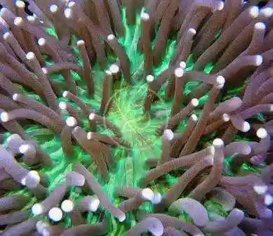 Plate Coral - Long Tentacle