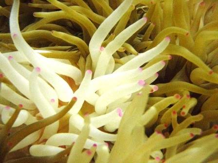 Condylactis Anemone - Atlantic