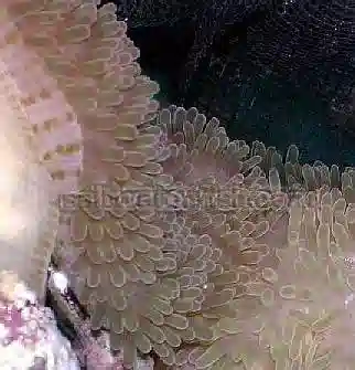 Atlantic Carpet Anemone