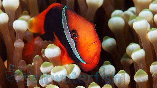 Cinnamon Clownfish - Caribbean - Captive Bred