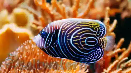 Emperor Angelfish: Changing