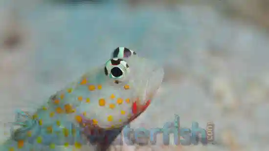 Orange Spotted Shrimpgoby & Pistol Shrimp Pair