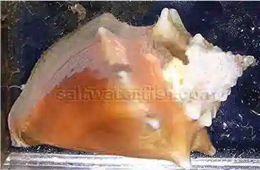 Fighting Conch - Wild