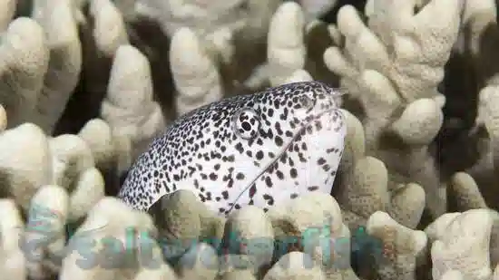 Peppered Moray