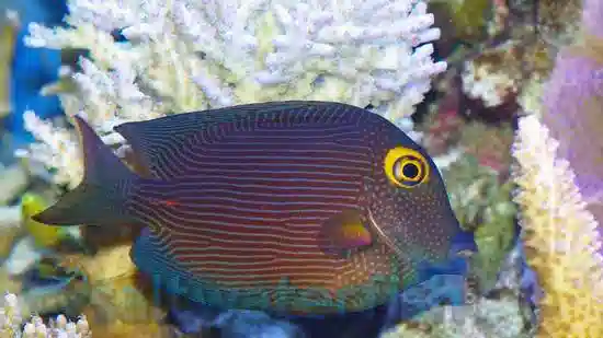 Yellow Eye Kole Tang