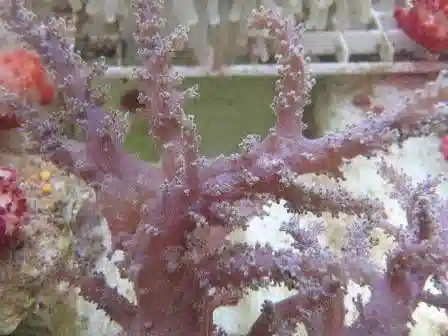 Litophyton Coral
