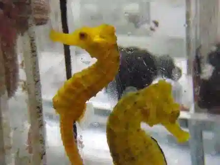 Reidi Seahorse: Brazilian Longsnout: Orange - Captive Bred