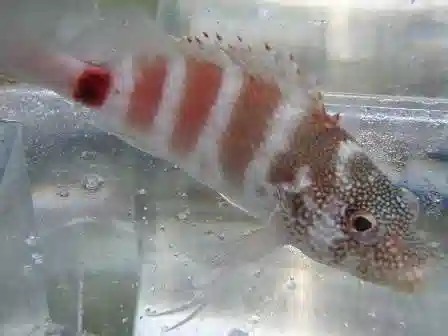 Red Banded Hawkfish