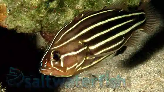 Six Lined Soapfish