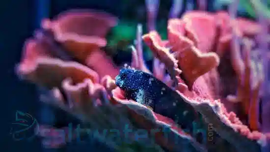 Starry Blenny - Philippines