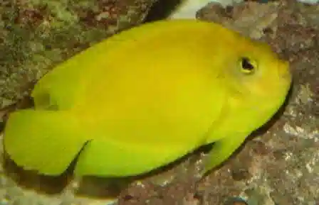 Yellow Angelfish