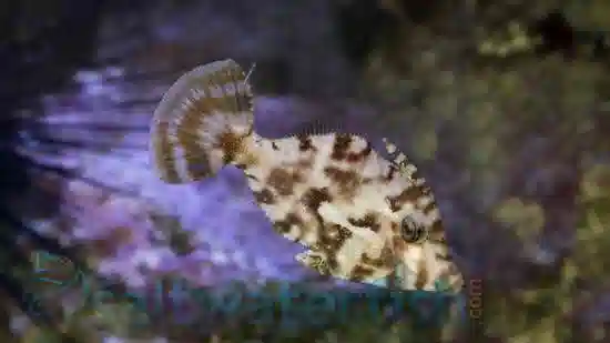 Aiptasia Eating Filefish - South Pacific