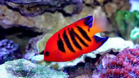 Flame Angelfish - Christmas Island Hawaii