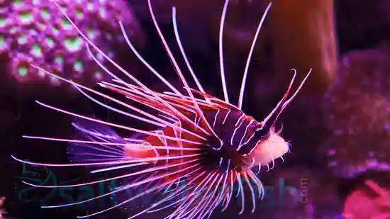 Radiata Lionfish: Africa/Red Sea - Venomous